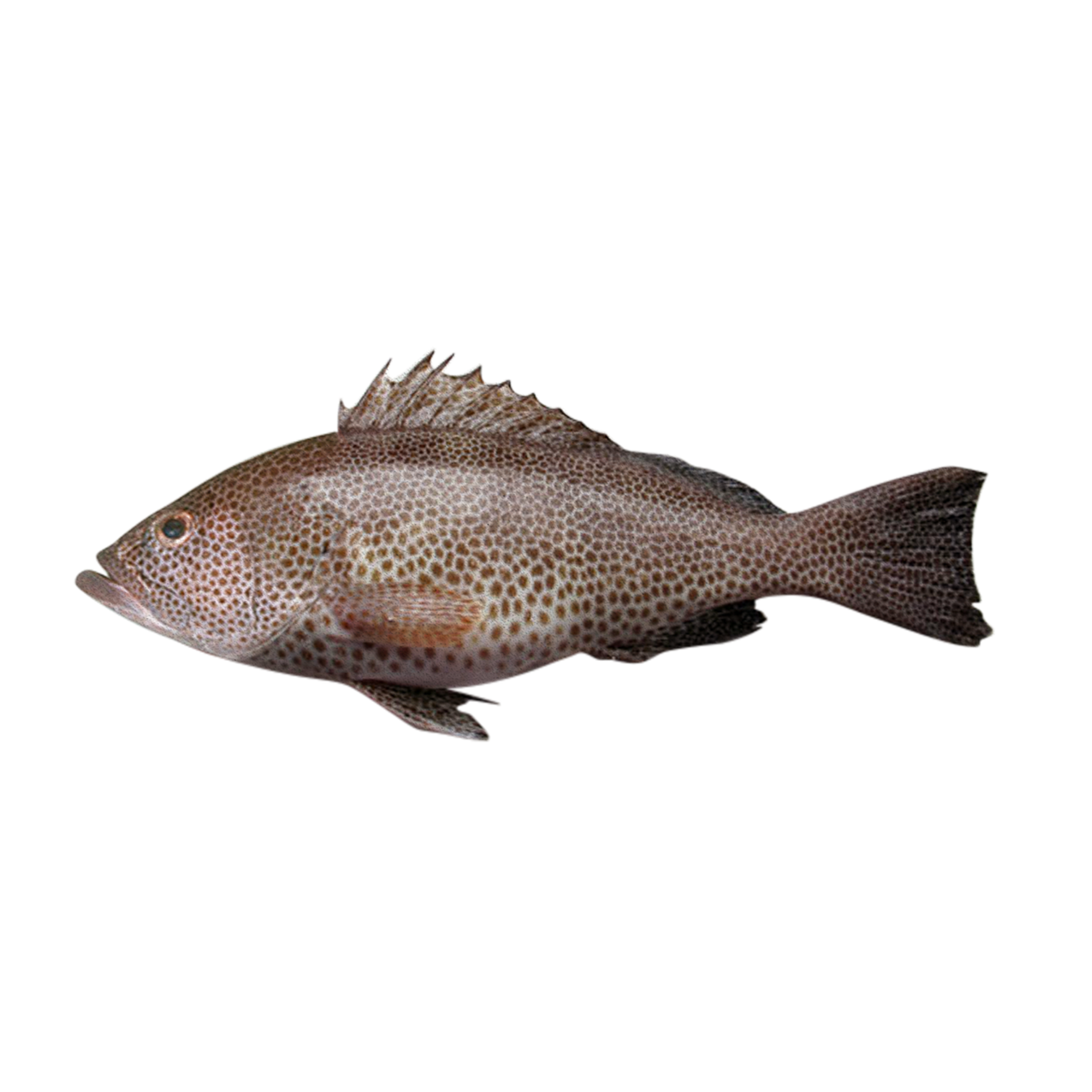 Grouper by Bioota