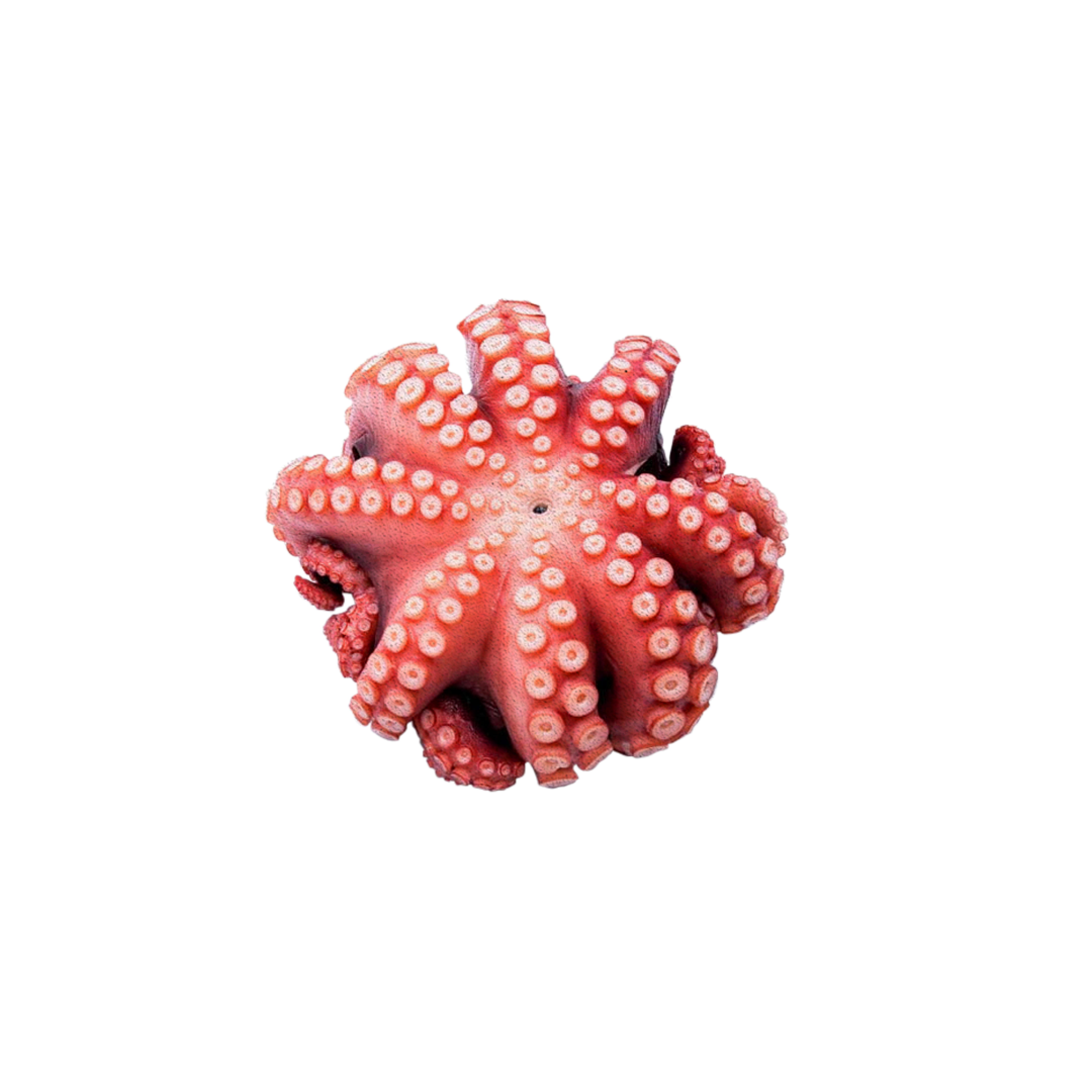 Octopus by Bioota