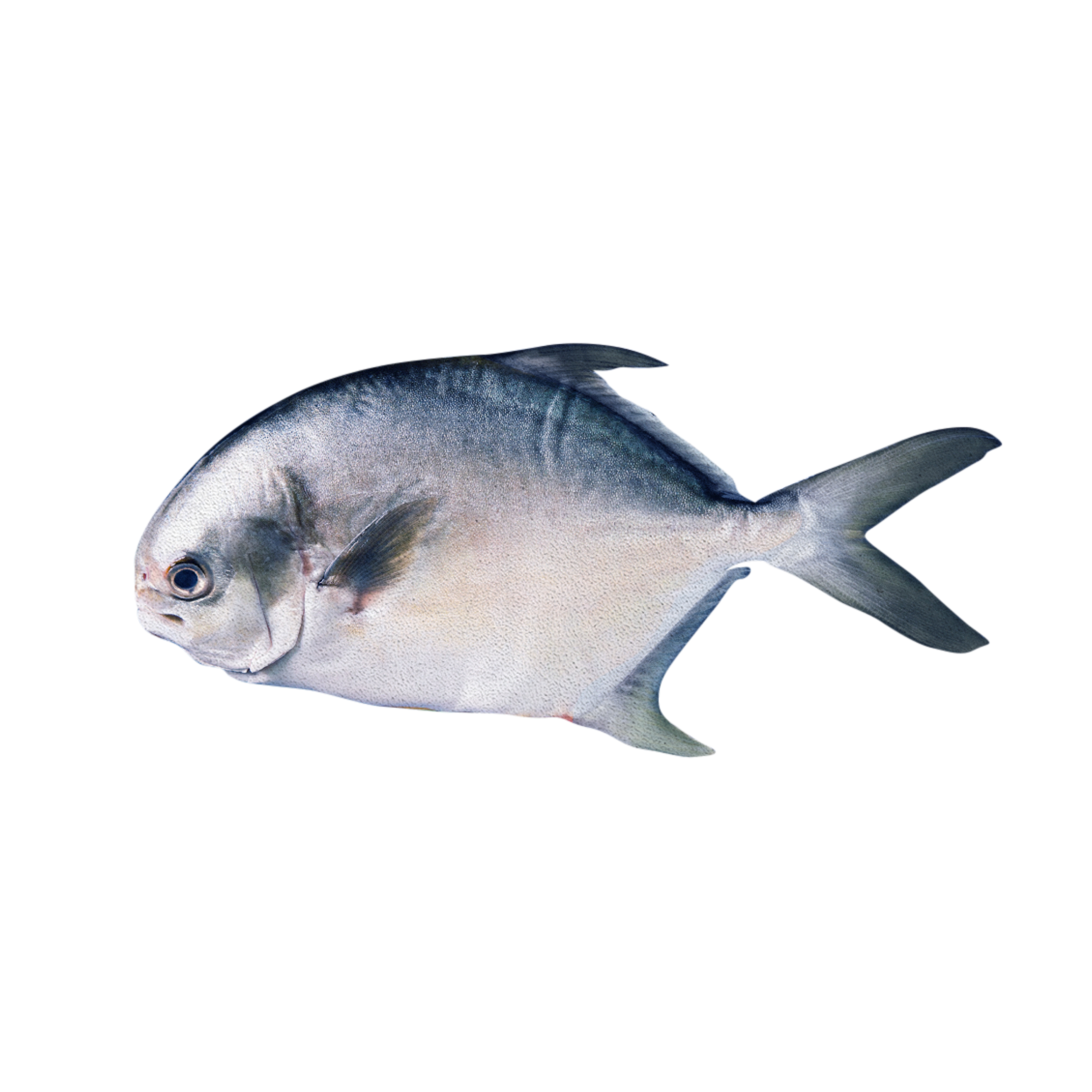 Pomfret by Bioota
