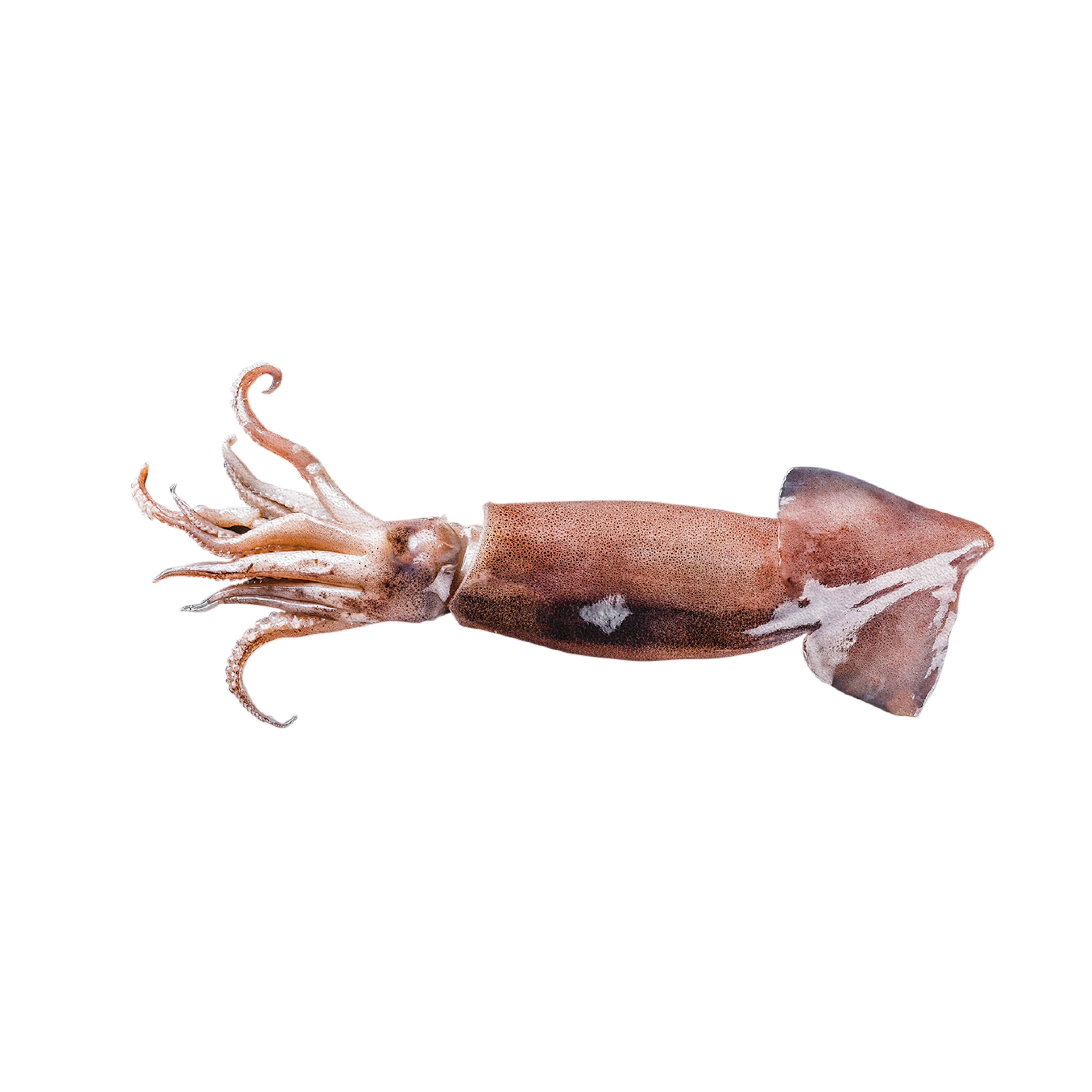 Squid Loligo by Bioota